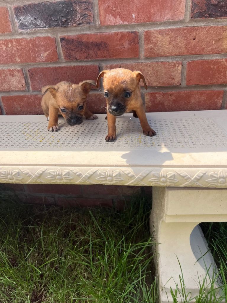 Puppies 