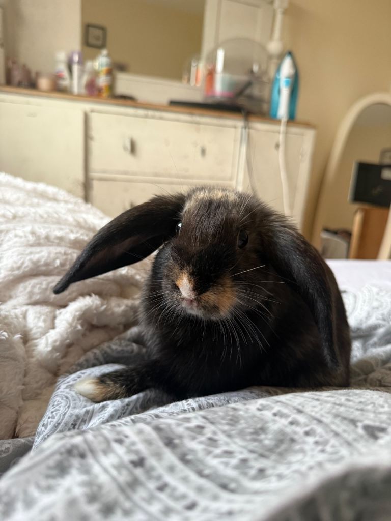 Male Rabbit- unknown breed 