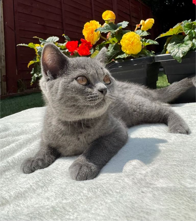  Beautiful Blue British Shorthair Kittens