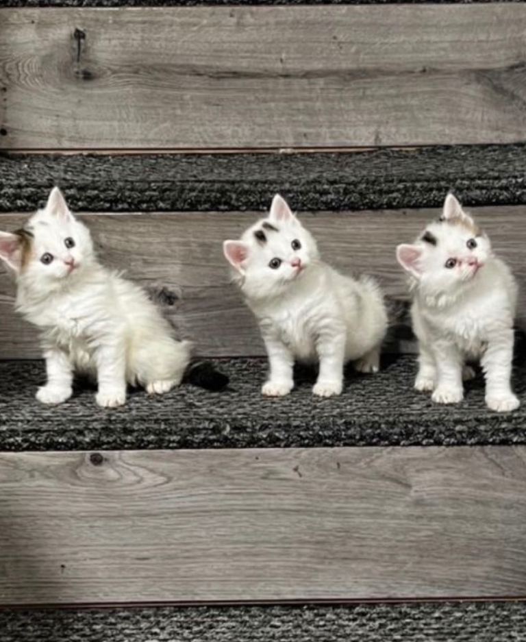 Fluffy beautiful white and tabby kittens for sale