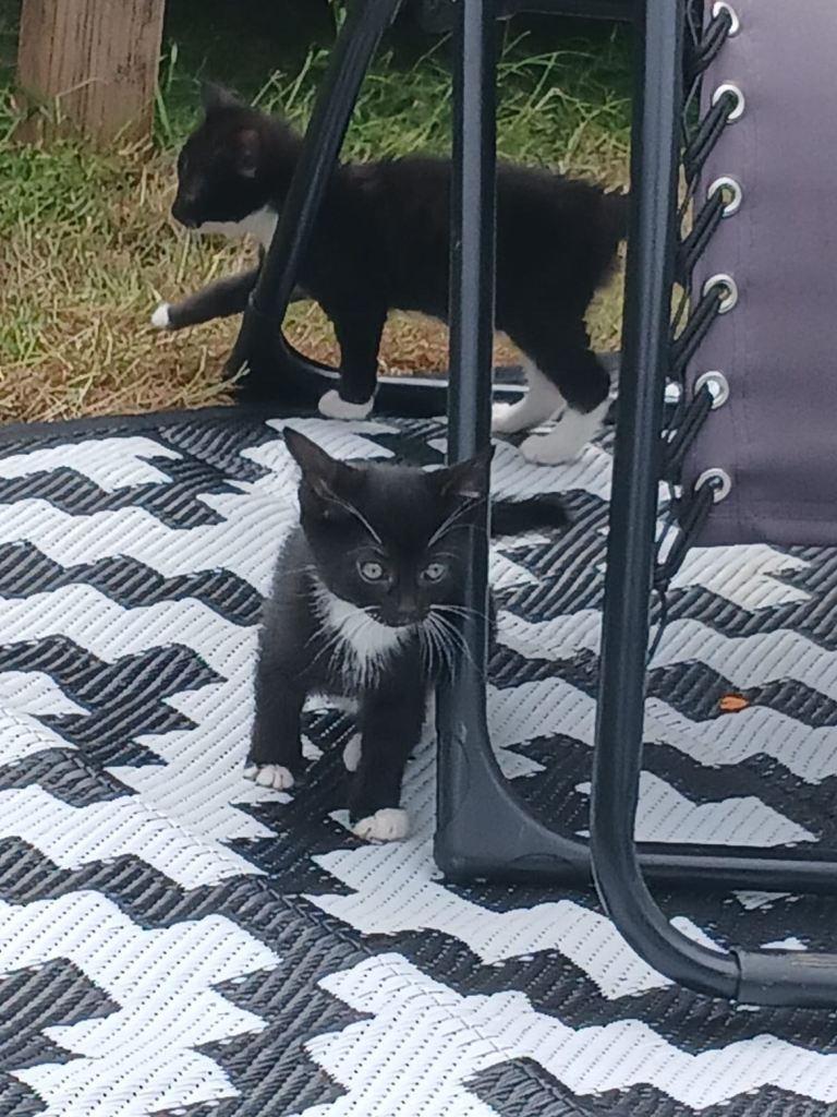 Beautiful shorthair kittens with tabby prints. And and beautiful tabby boy