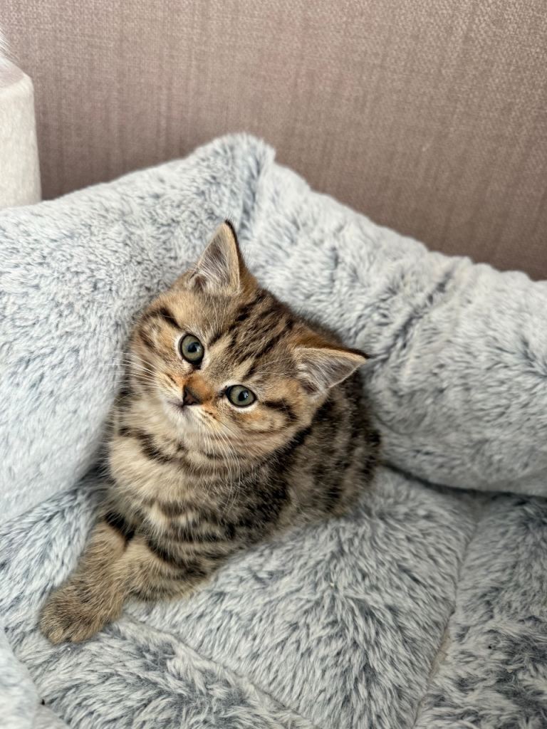 3 beautiful british shorthair kittens remaining ready to go to their new home ♥️
