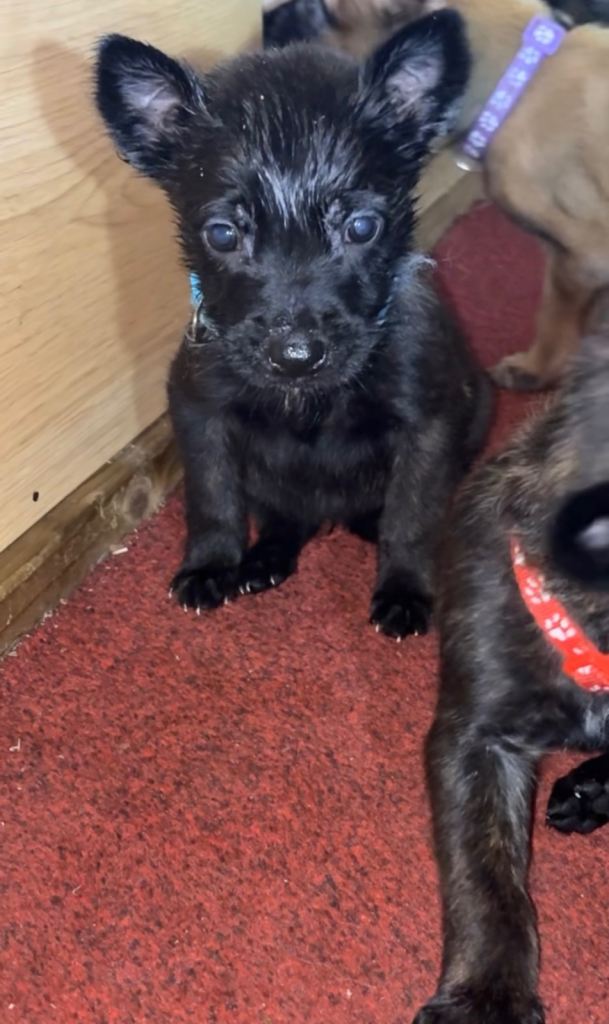 Dutch malinois puppies - 13/12/2025 ready 