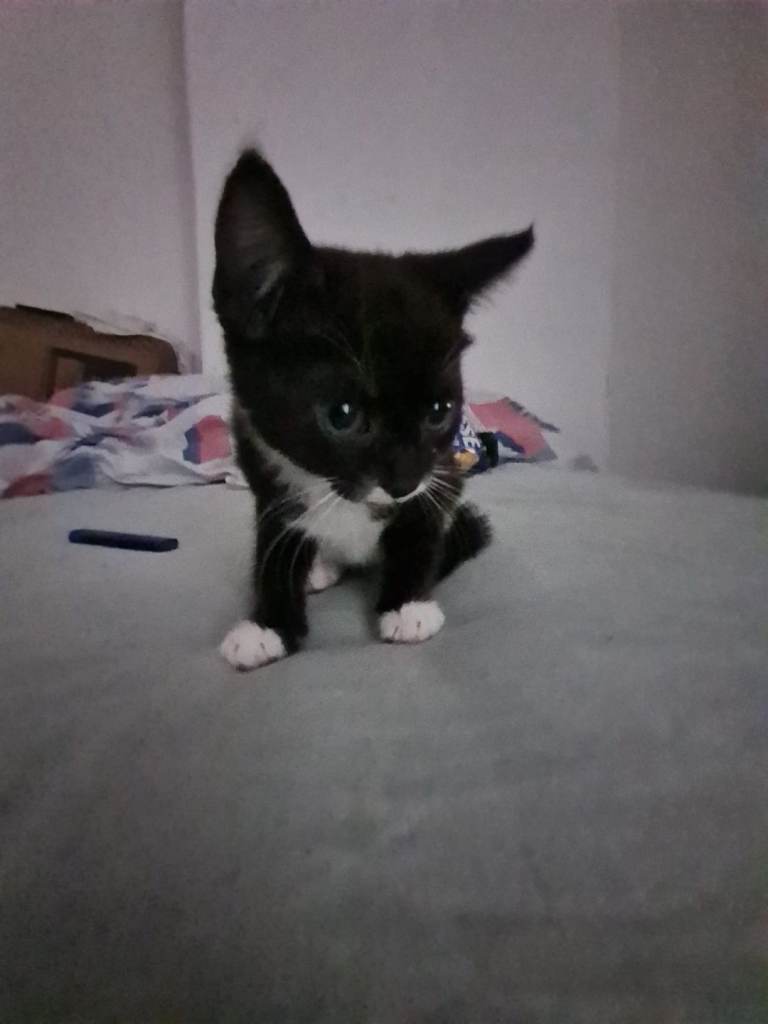 9 week old kittens