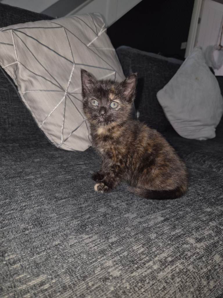 Kitten