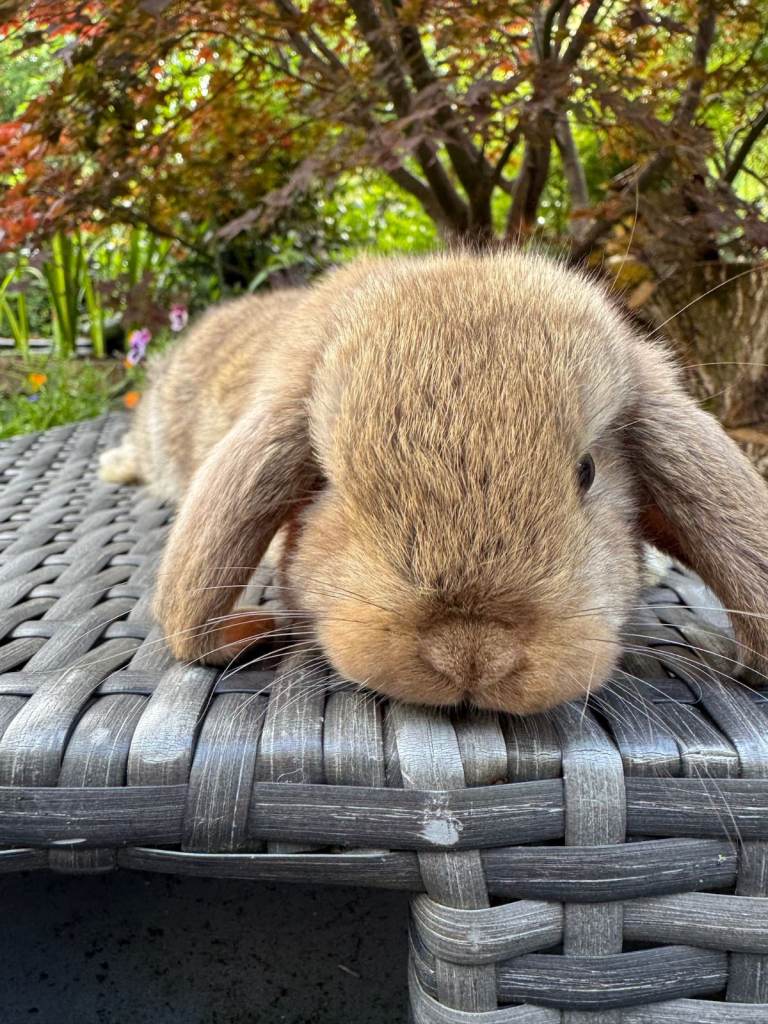 Super Friendly Mini Lop Bunnies  