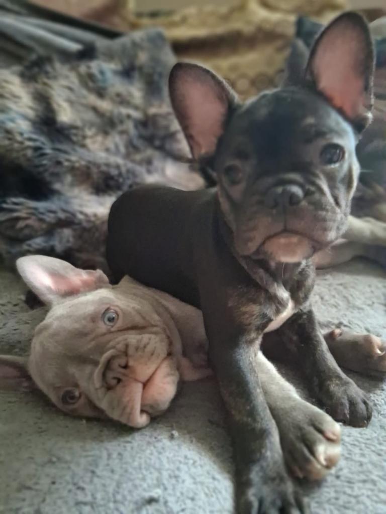  French bulldog puppies 