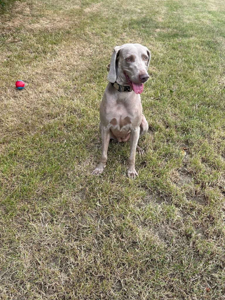 Weimaraner