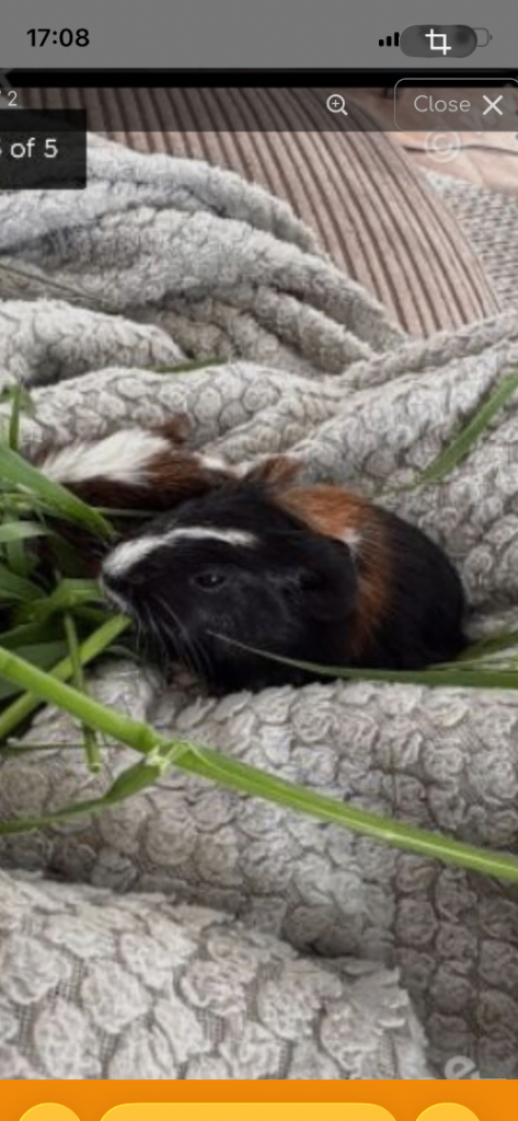Baby guinea pig