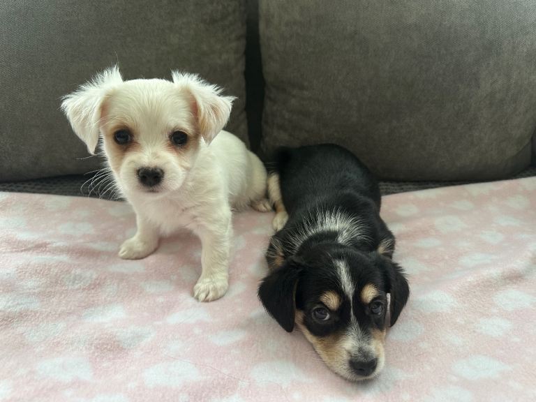 6 morkie puppies for sale , need to go asap