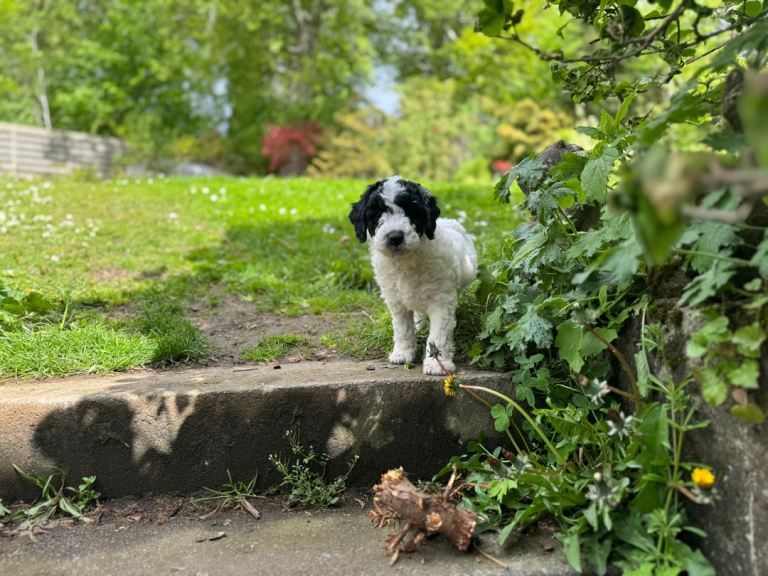 Sproodles – Multigen Puppies