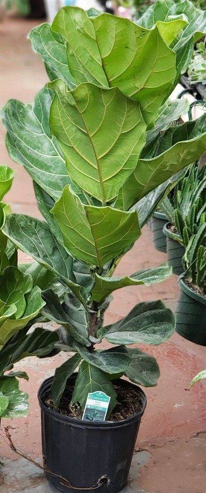 1m Fiddle Leaf 🌿 Houseplant RRP £54.99