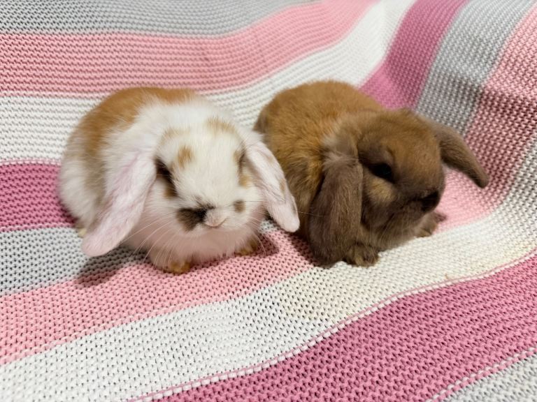 French lop Medium size