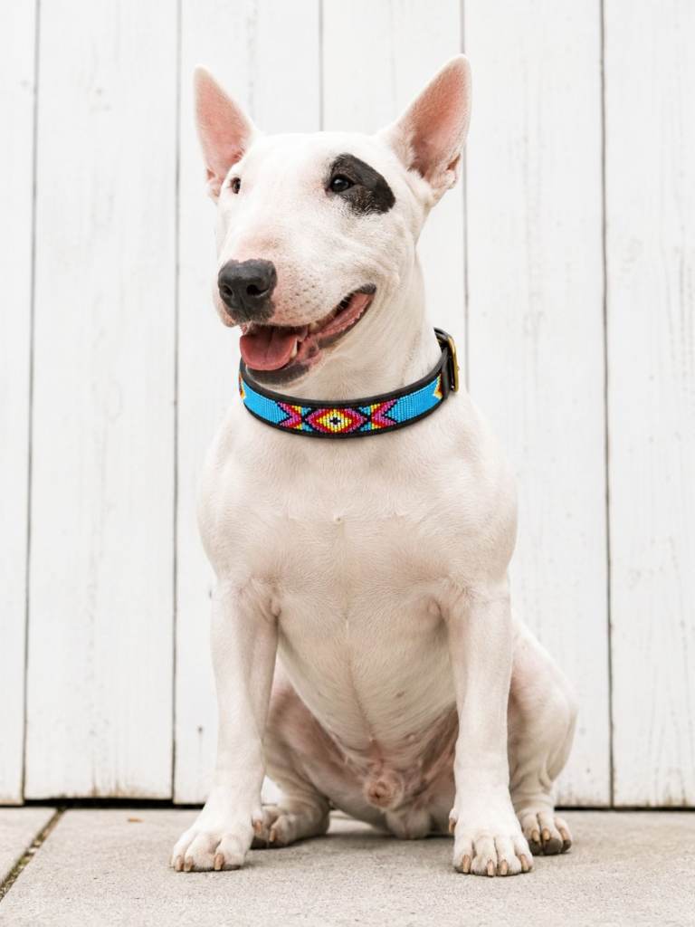 Dog Collars - Adjustable leather Dog Collars  "Blue dust" design