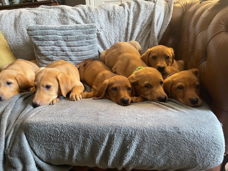 Fox red labrador puppies
