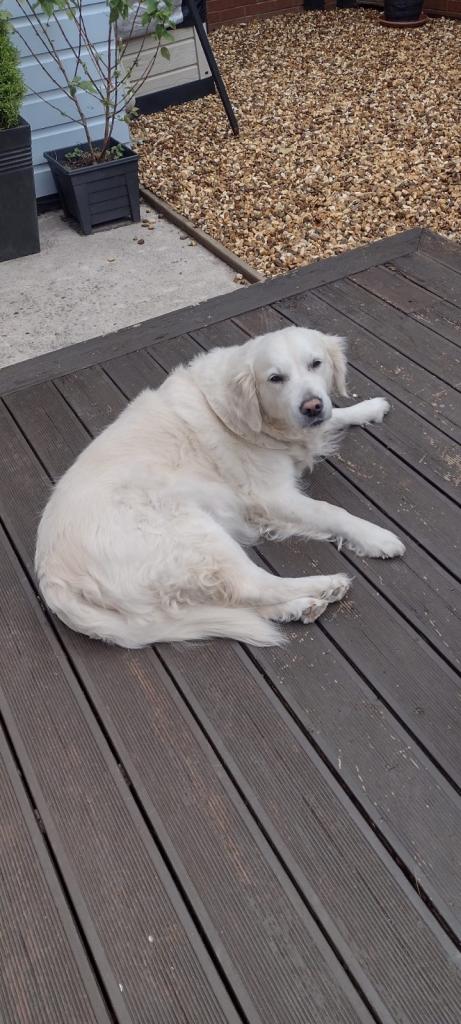 Our beautiful “Inca” needs a new loving home as her owner is sadly unwell and won’t be coming home!