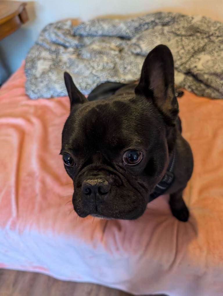 French bulldog 