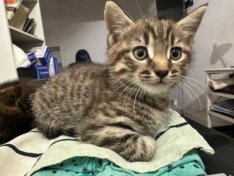 Lovely kitten looming new home 