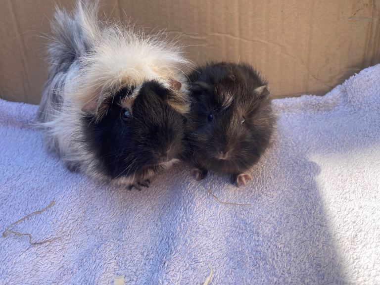 Mother & baby guinea pig