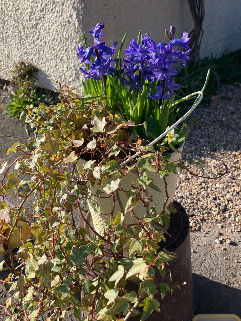 Potted arrangement of perennials bulbs, flowers etc + potted Midwinter Fire dogwood 