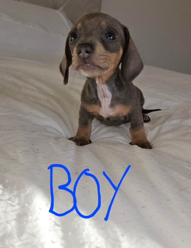 Miniature Dachshund Puppies 