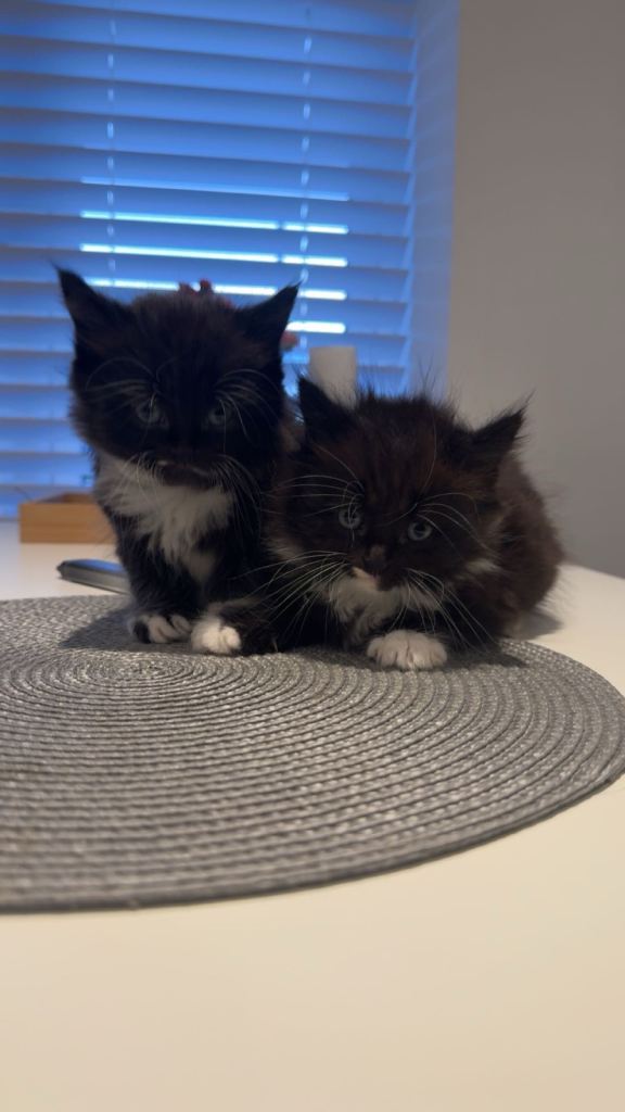 Kittens 