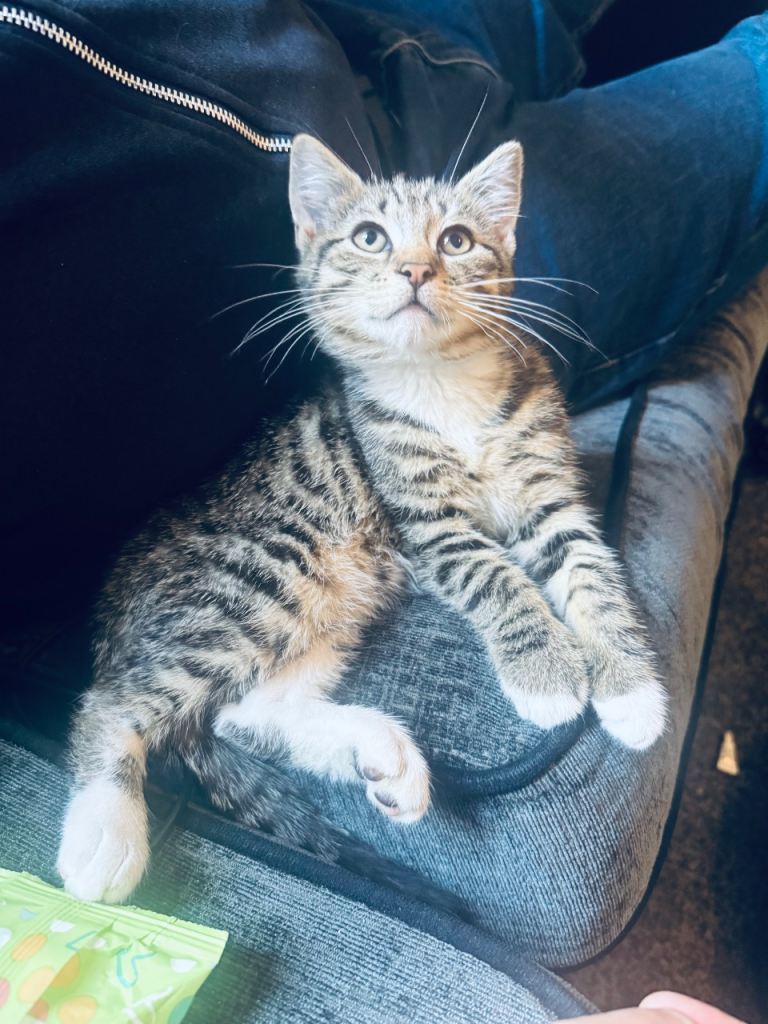 Absolutely stunning 2 female kittens for sale ready to go
