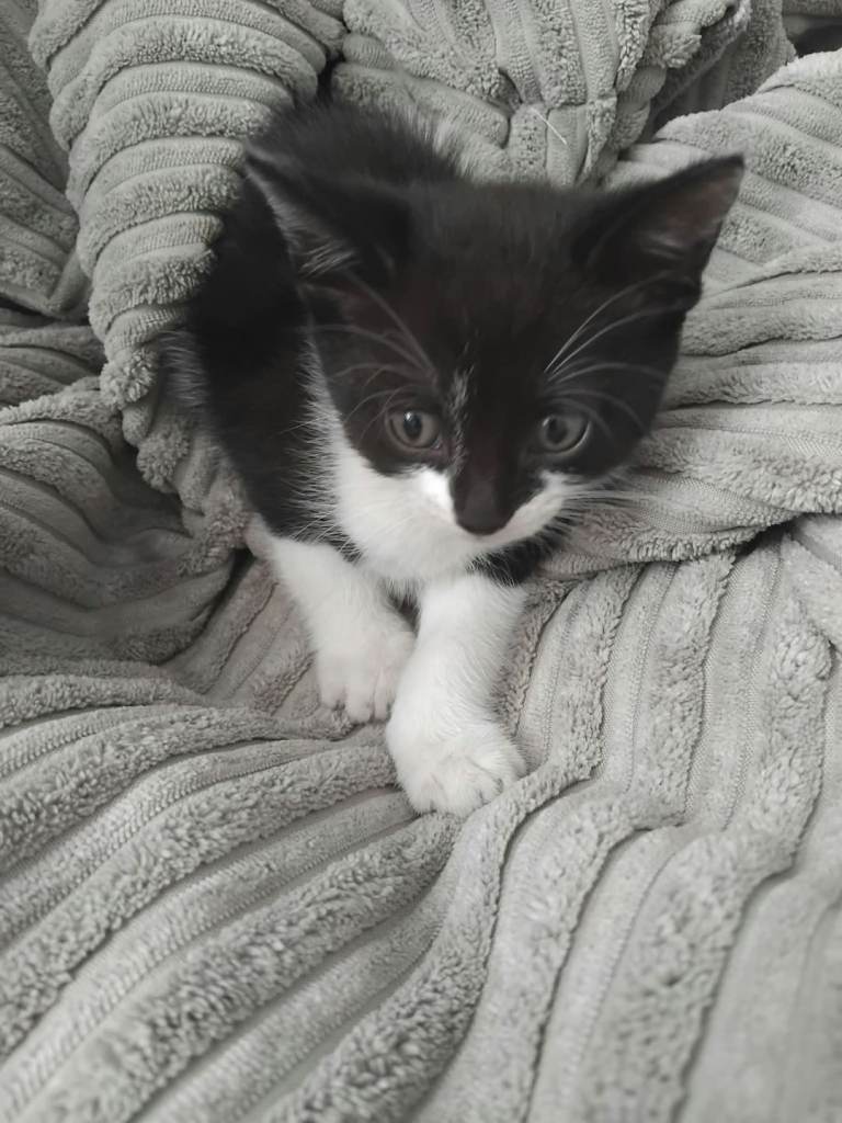 X2 kittens