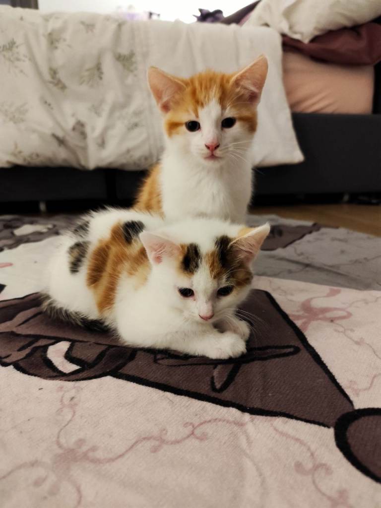 Beautiful kitten ready for their forever home