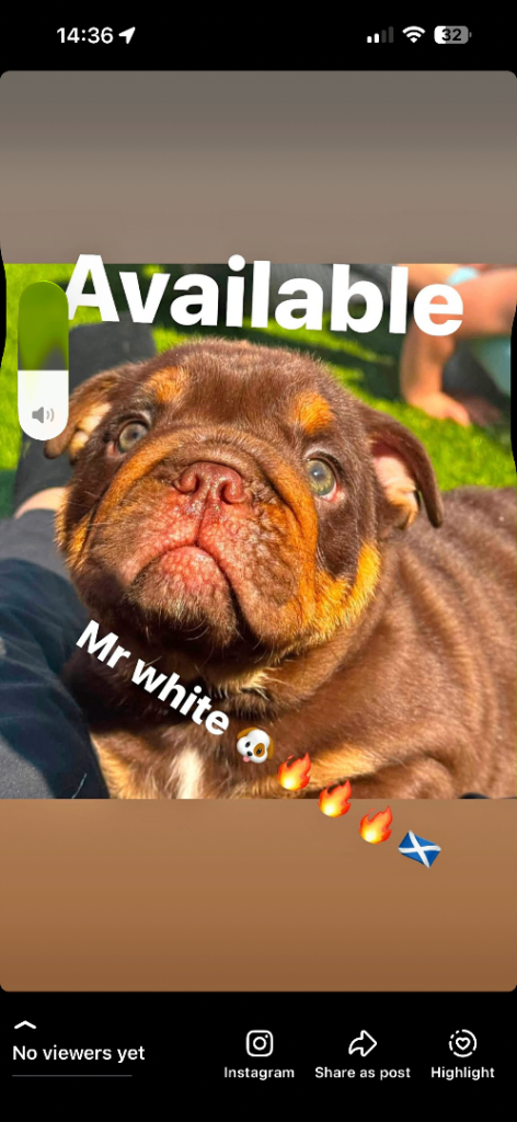 English bulldogs 