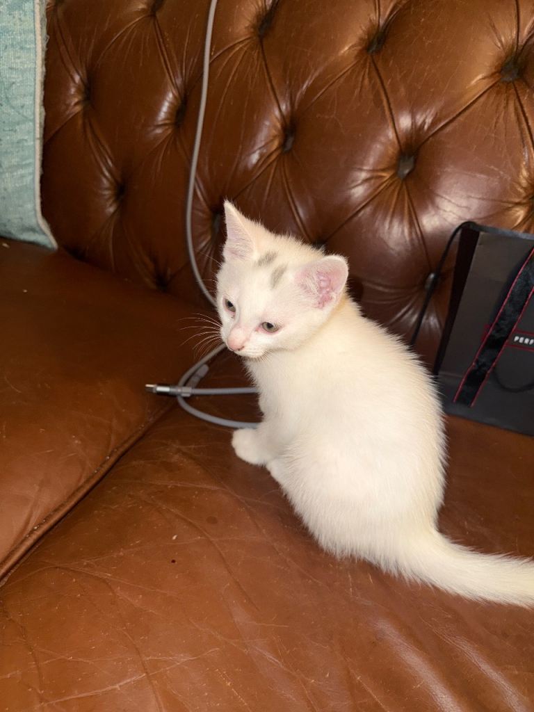 White kitten for sale 