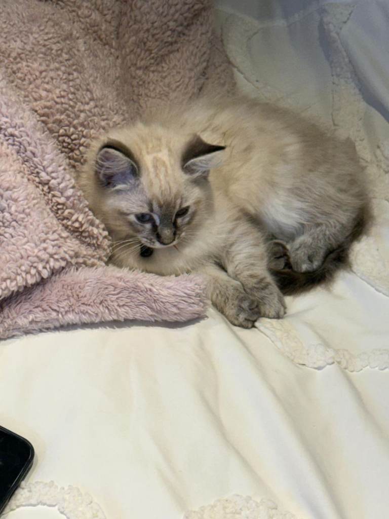 pure bred ragdoll kitten. 1 left
