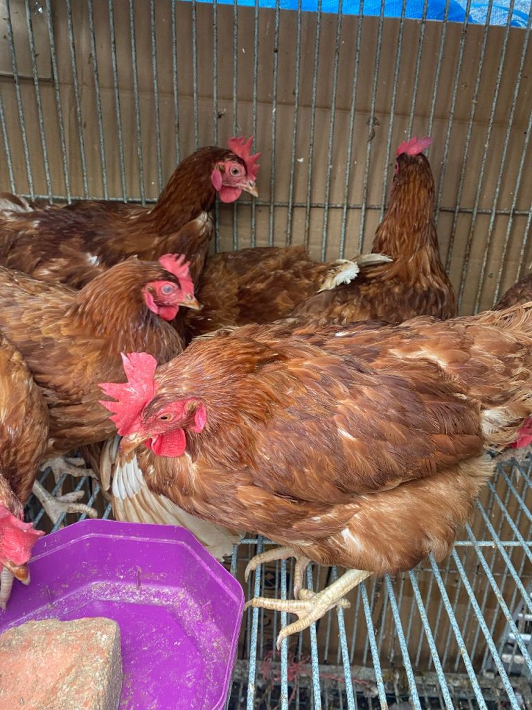 Adult layer chickens