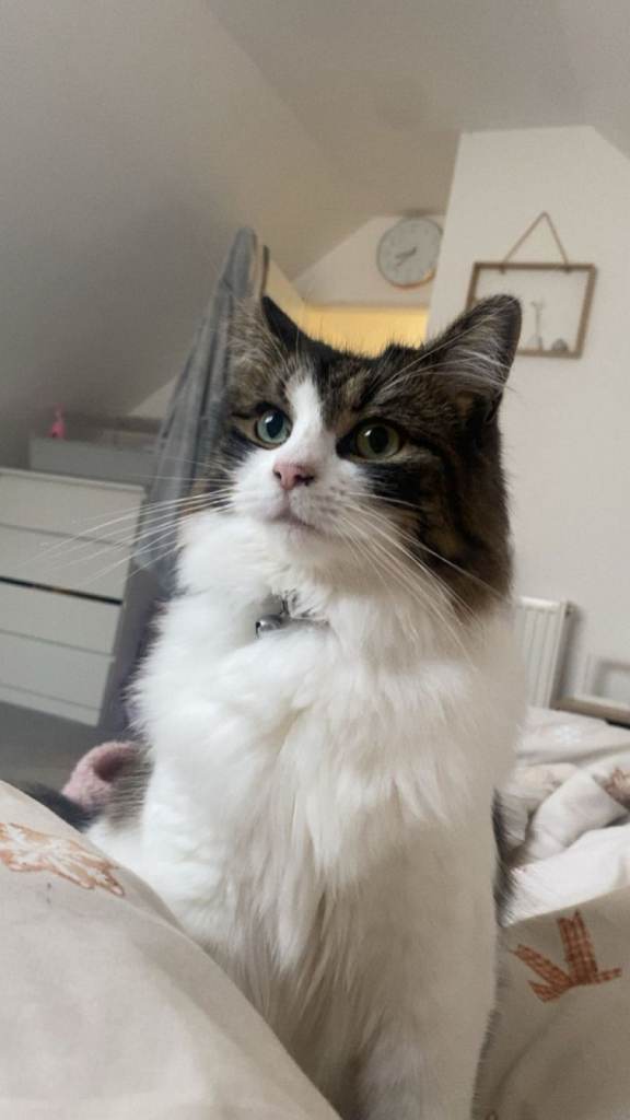 Beautiful female cat 