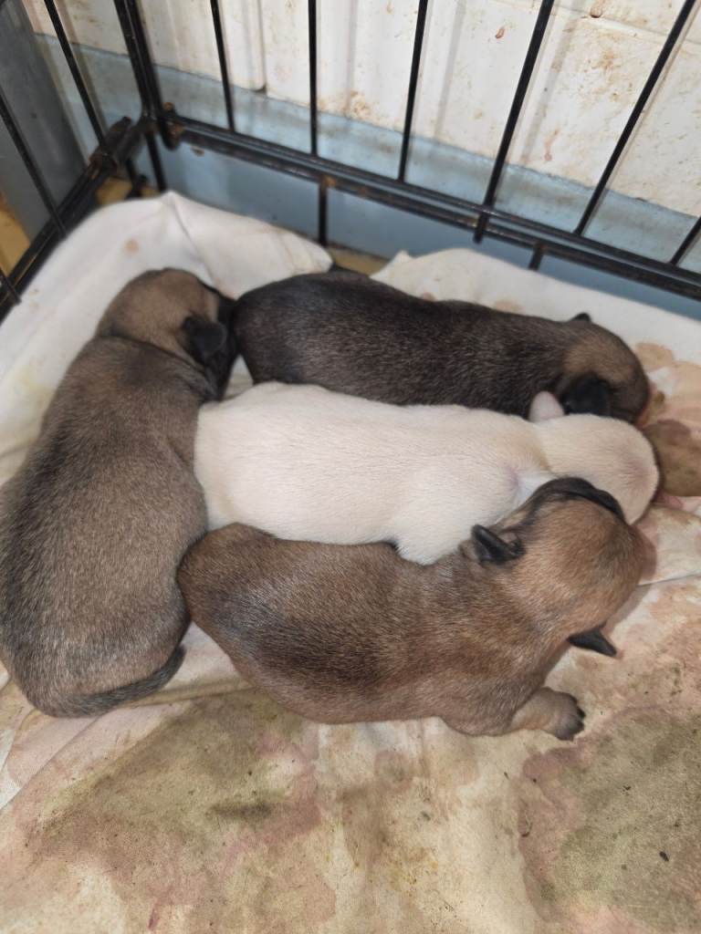 Frenchie cross shitzu