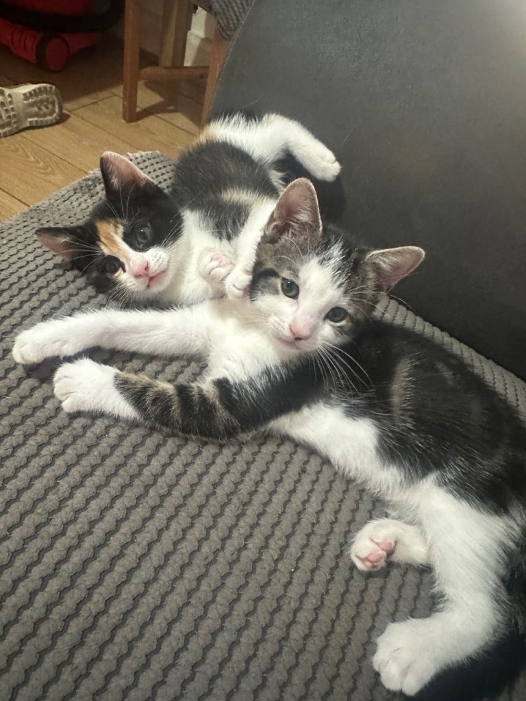 3 kittens to give - 2 boys 1 girl 