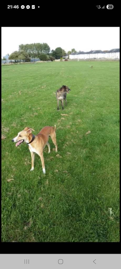 Lurcher pup 1 male pick of the litter
