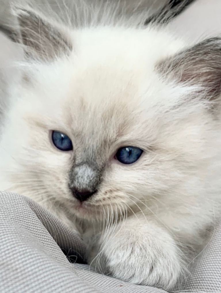 Ragdoll kittens viewings welcome