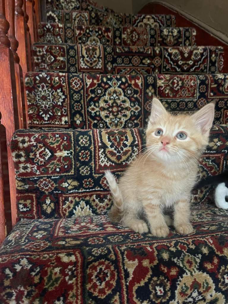Advisable kittens looking for a loving home 