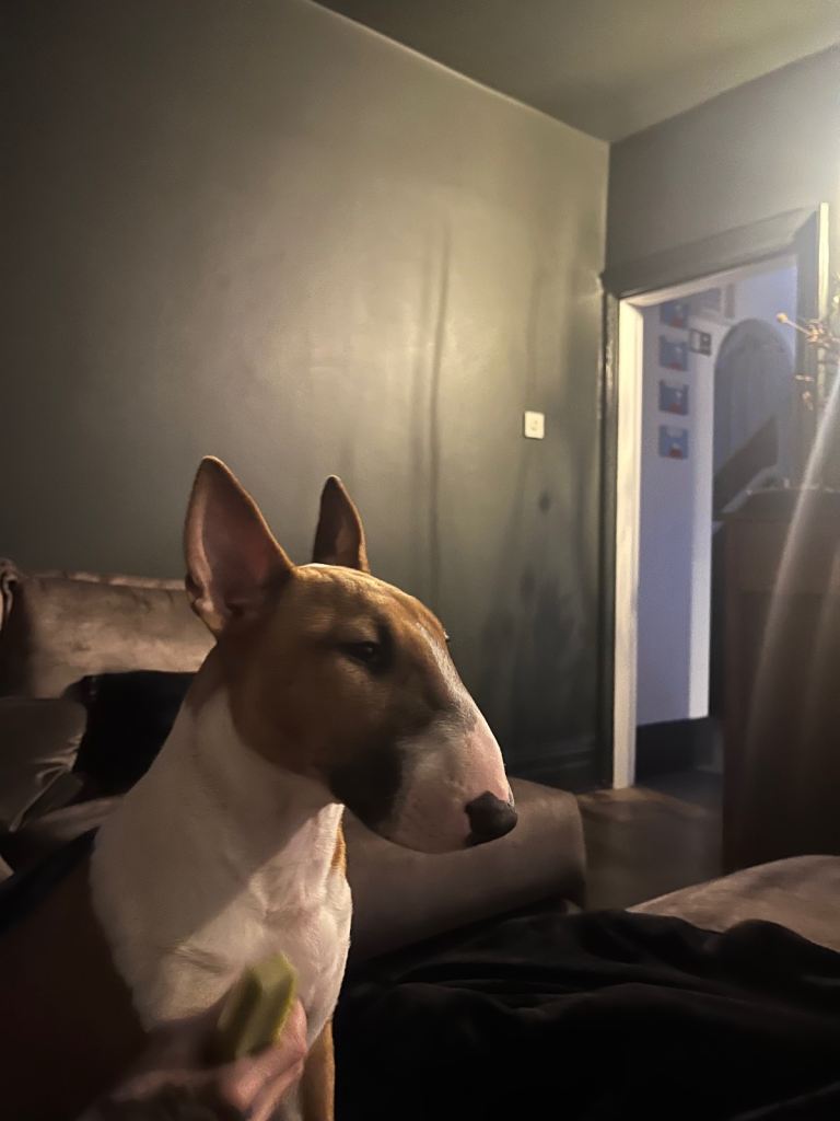 Bull terrier 