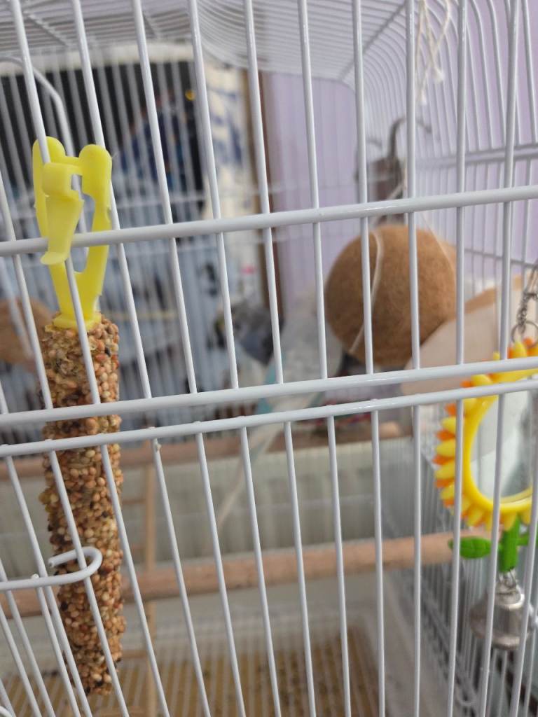 2 budgies and cage and acessarys