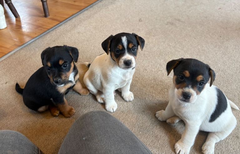 Gorgeous Jack Russell Puppies 