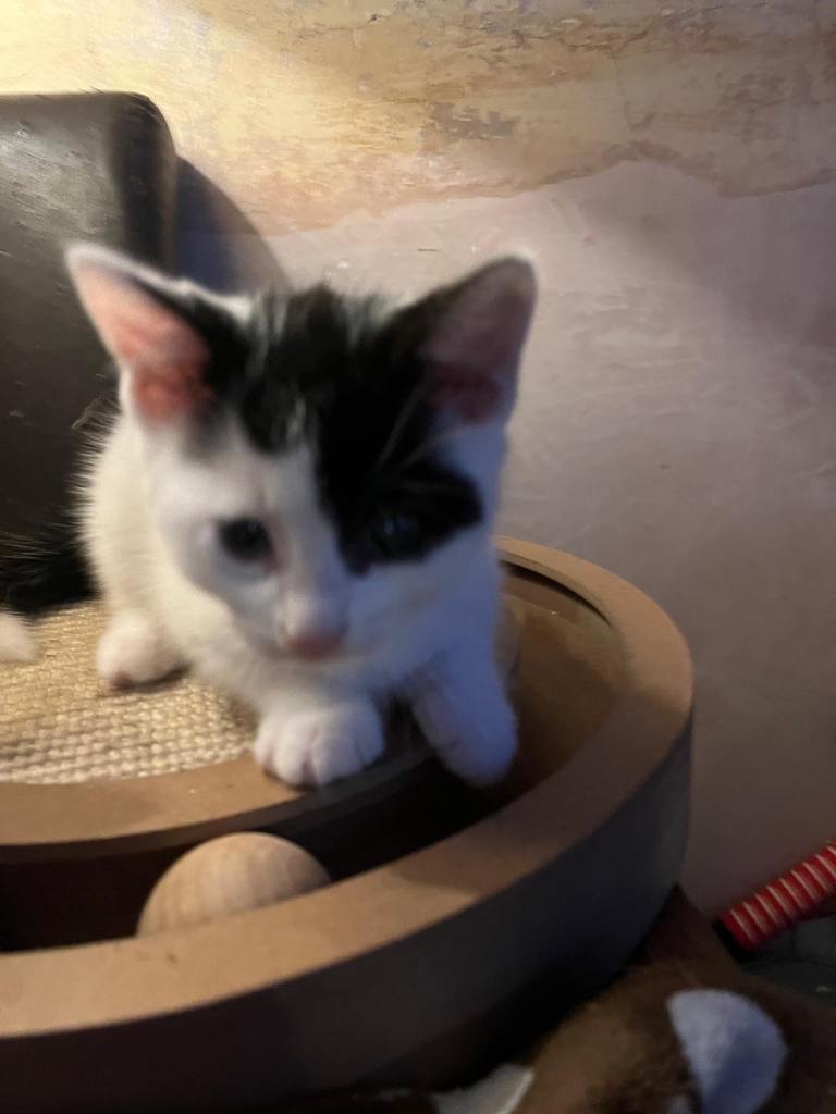 Gorgeous kittens looking for new home 