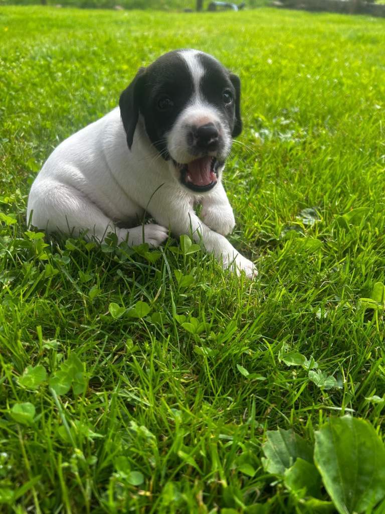 Jack Russel cross springer spaniel 