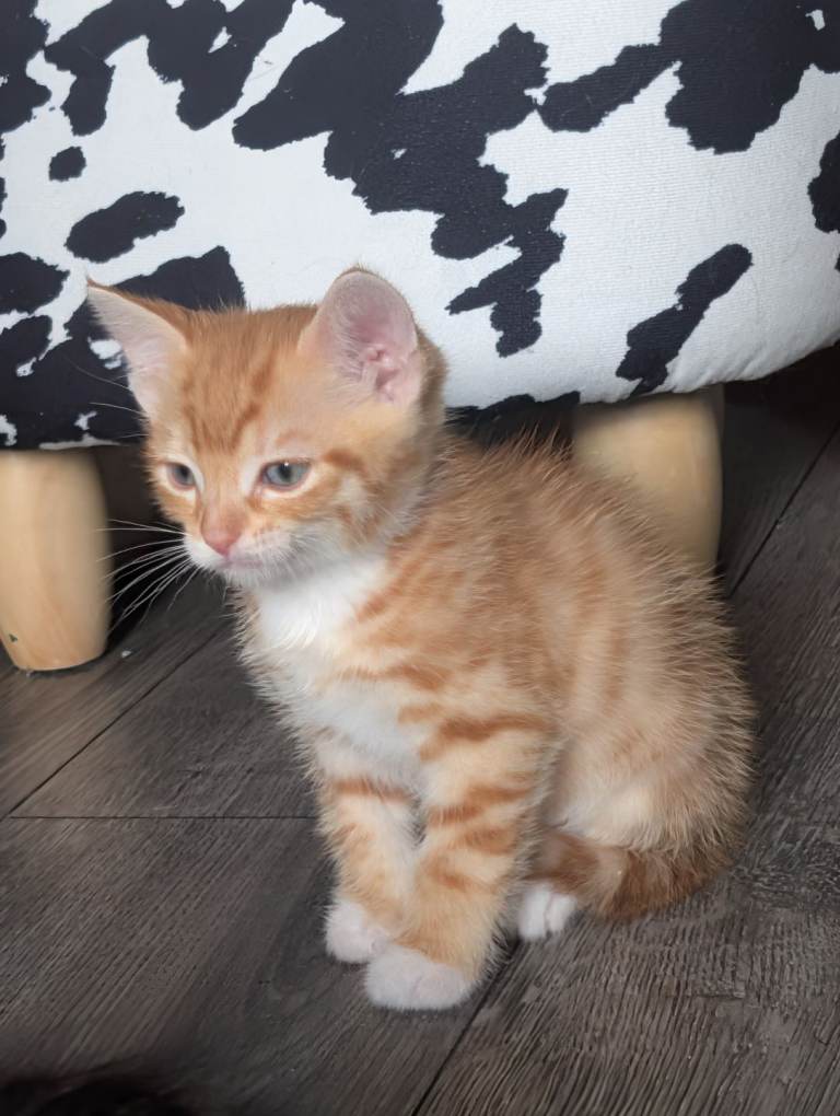 Little Ginger Tom
