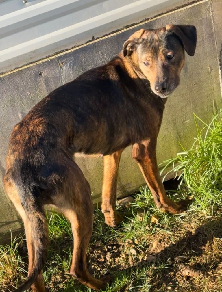 Female lurcher cross 