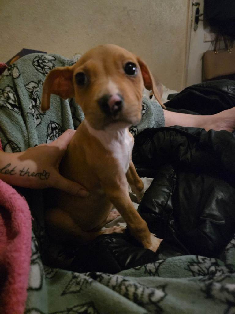 Alapaha blue blood bulldog