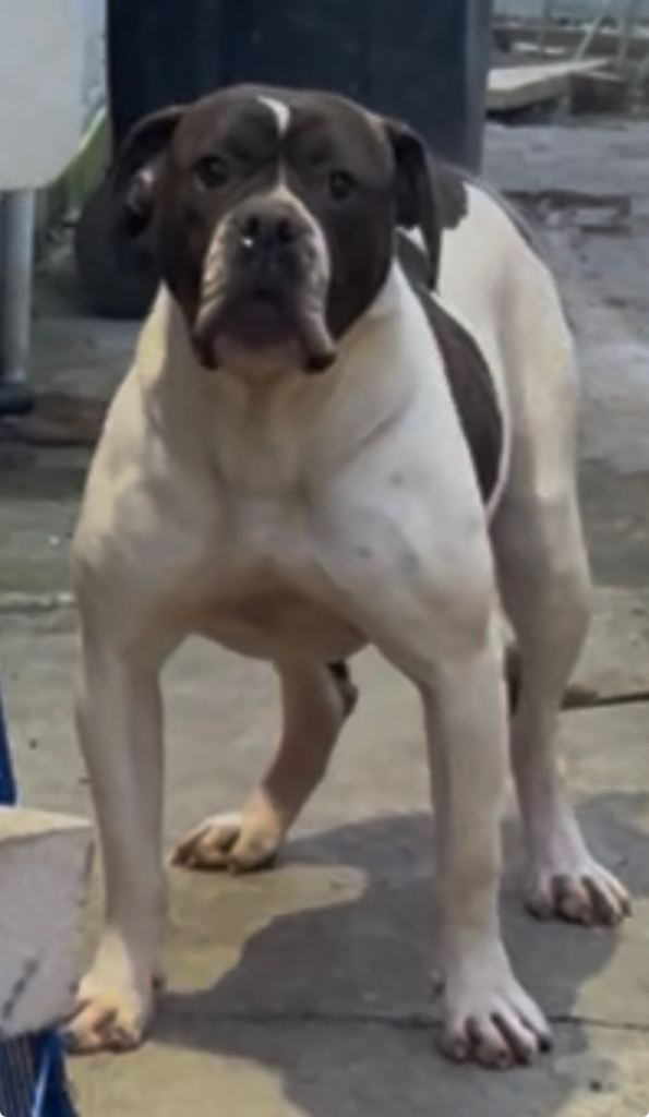 American bull dog 