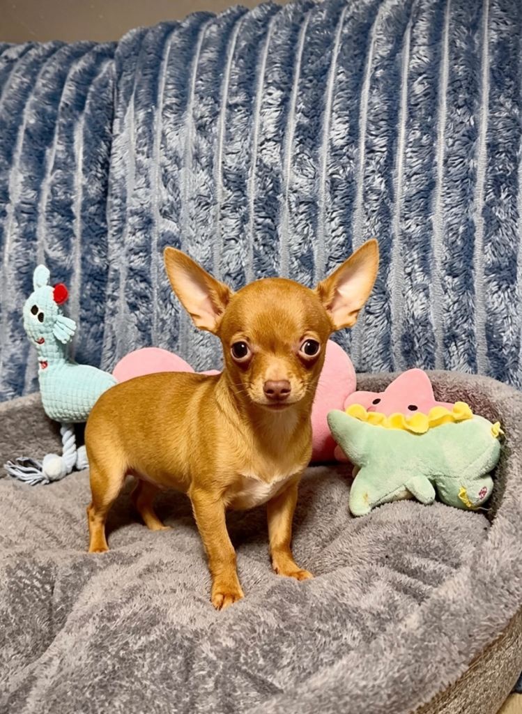 Beautiful chihuahua puppies 