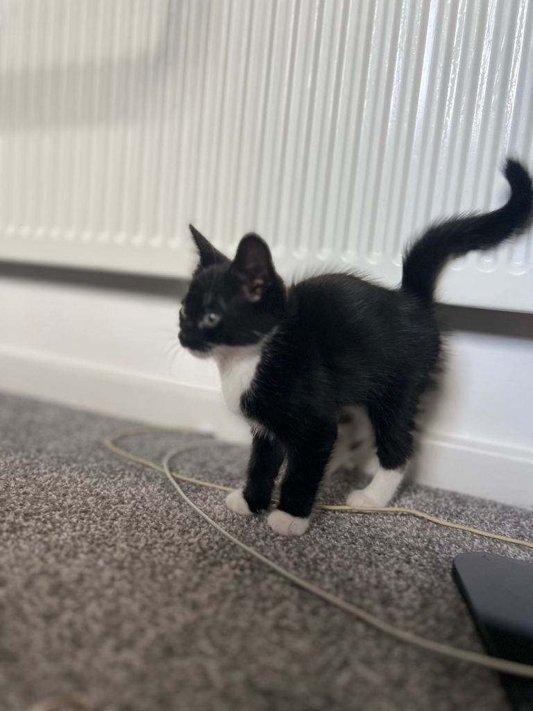 8 weeks-old Male kitten